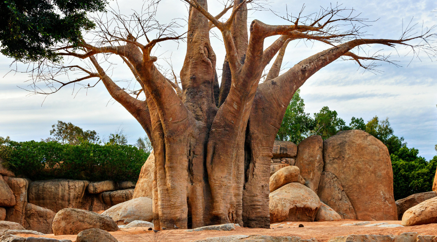 bioparc-valence